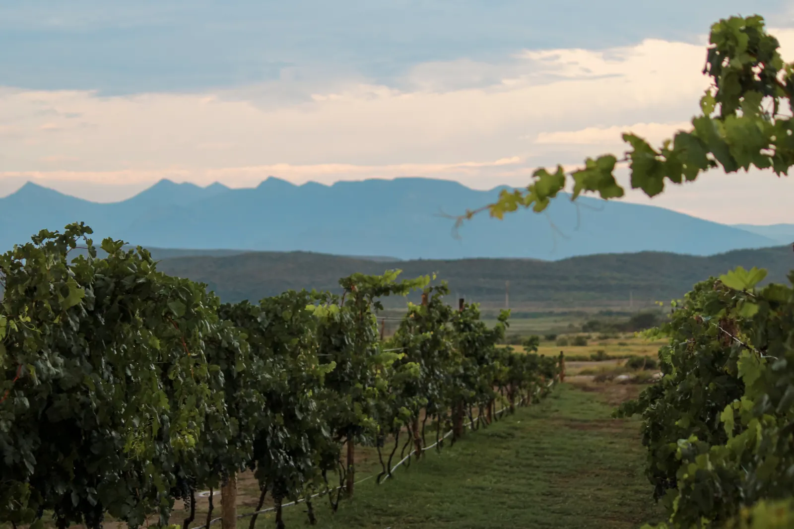 Viñedo de Sierto con las montañas del desierto al fondo